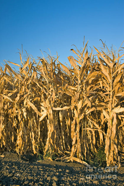 Corn stalks and straw bales