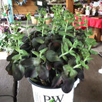 Sedum “Back In Black” (PW)