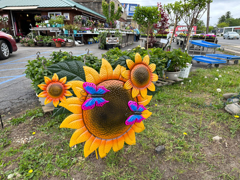 45” x 40” Butterflies on large Sunflower
