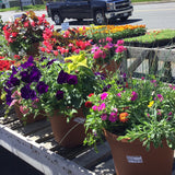 Pots Mixed Flower