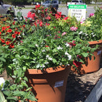 Pots Mixed Flower