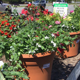 Pots Mixed Flower