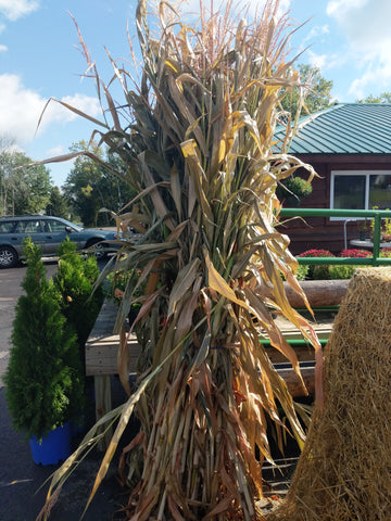 Corn stalks