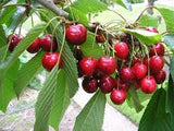 Prunus “Bing” Cherry Sweet
