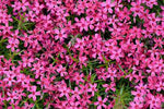 Phlox Subulata “Scarlet Flame”