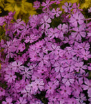 Phlox “Rocky Road Pink” 8”