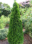 Thuja Occidentalis “Smaragd”