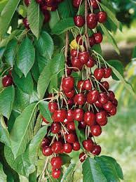 Prunus “Bing” Cherry Sweet