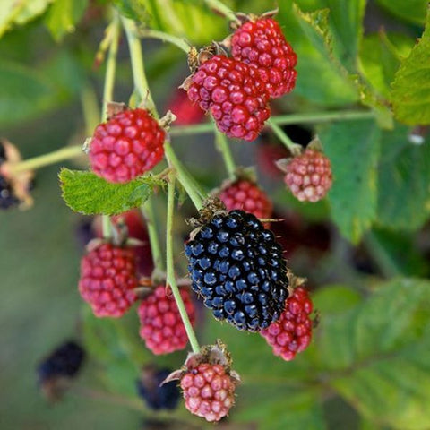 Rubus “Baby Cakes” Thornless Blackberry