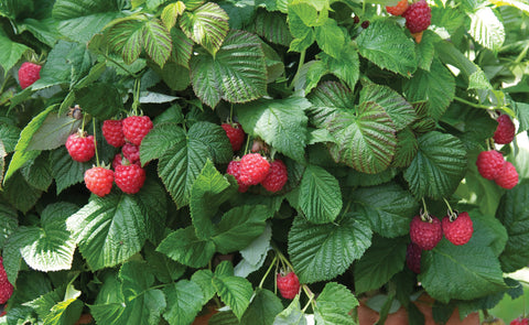 Rubus “Raspberry Shortcake” red