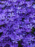 Phlox x “ Violet pinwheels”