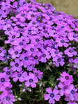 Phlox Subulata “Eye Shadow”